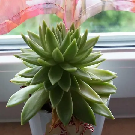 Apartment Lotus