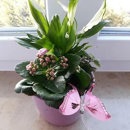 Apartment Lotus